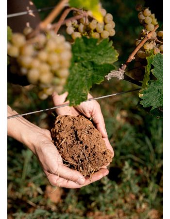 Paket // WEEDENBORN DNA (12er)